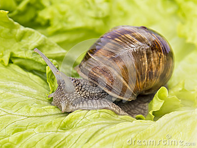Stock Photo  Burgundy Snail Eating A Lettuce Leaf