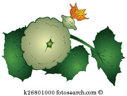 Summer Squash Illustrations And Clipart