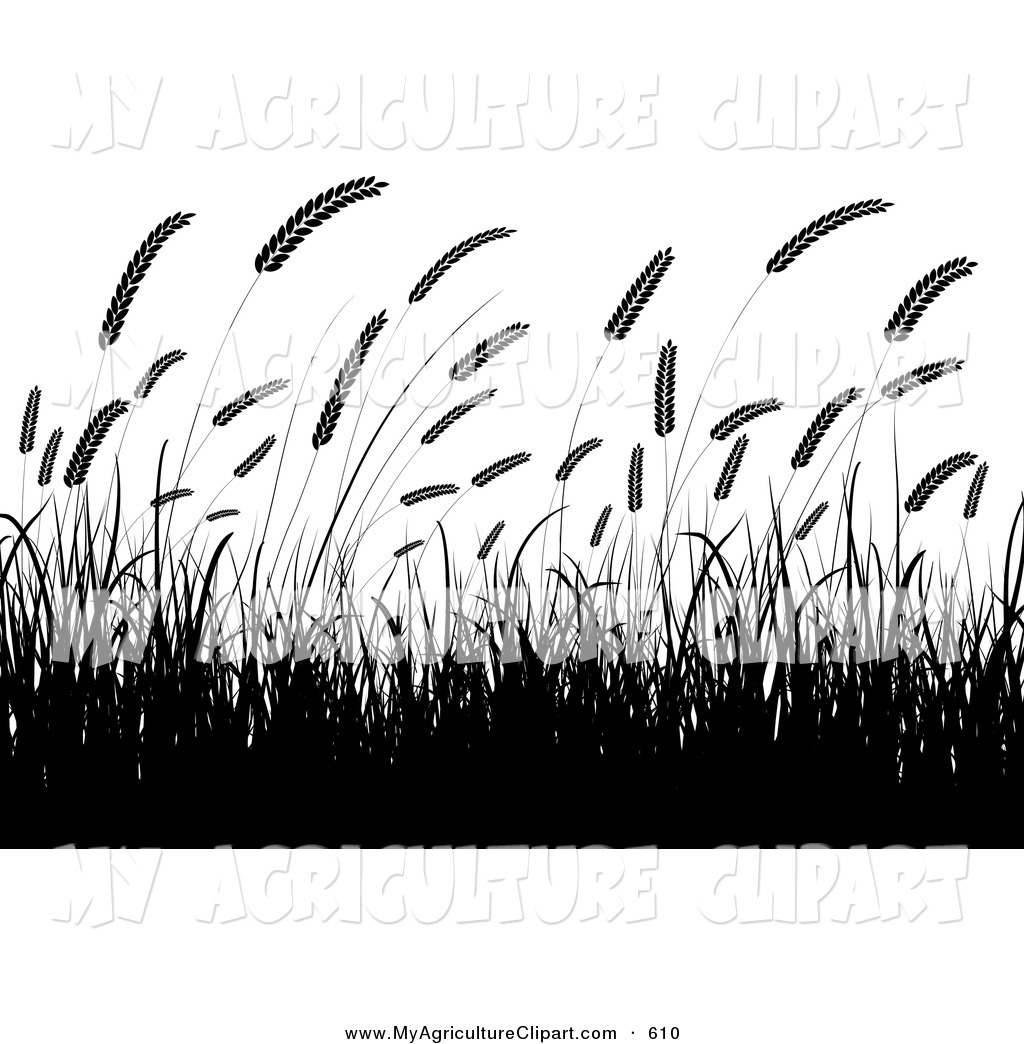 Agriculture Clipart Of A Silhouetted Wheat Grasses Waving In A Crop