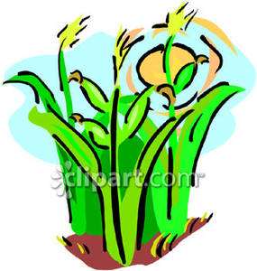 Corn Crop   Royalty Free   Clipart Panda   Free Clipart Images