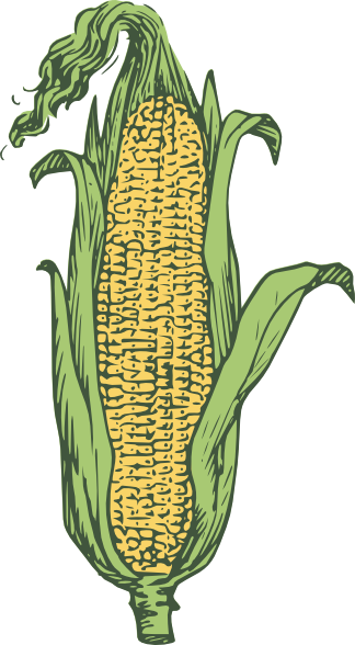 Corn Crops Clipart Ear Of Corn Colored Clip Art