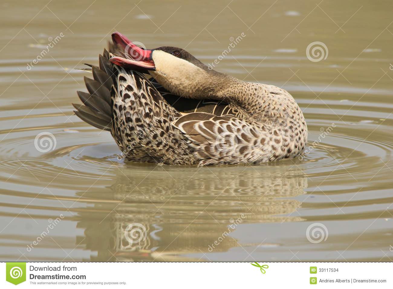 Duck Red Billed Teal   Wild Game Bird Background From Africa Stock