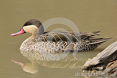 Duck Red Billed Teal   Wild Game Bird Background Of Beauty   From