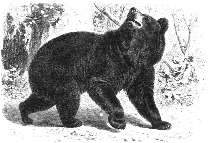 Free Black Bear Clipart 1 Page Of Public Domain Clip Art