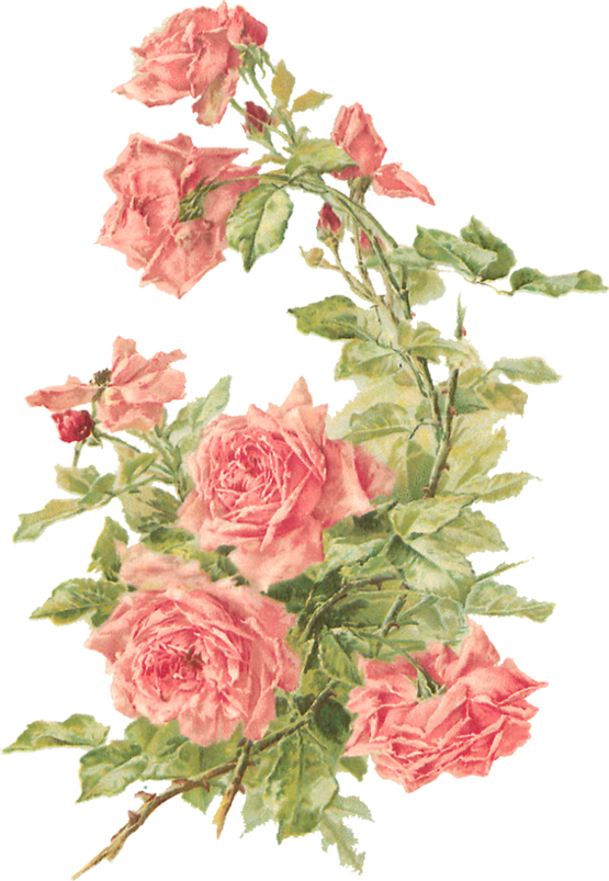 Have Removed The Background To Get A Transparent Image Of The Roses