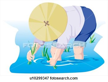 Of Man Planting Rice In Paddy Field U10299347   Search Eps Clipart