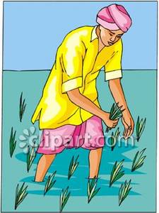 Paddy Field Clipart