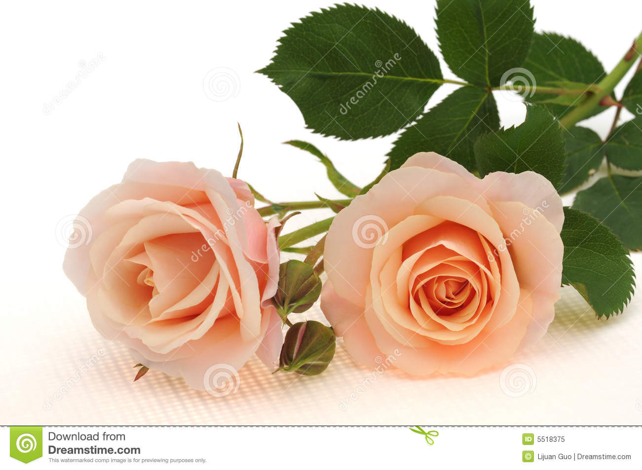 Peach Color Rose Isolated On White Background