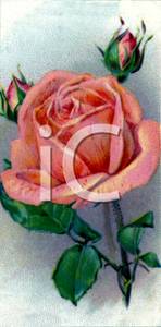 Peach Rose Clip Art Image