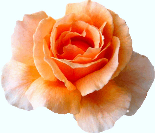 Peach Rose Clipart 13 Cm   Flickr   Photo Sharing