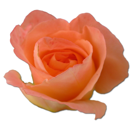 Peach Rose Icon Png Clipart Image   Iconbug Com