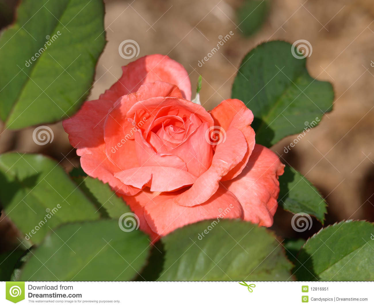 Peach Rose In The Garden   Beauty In Nature 