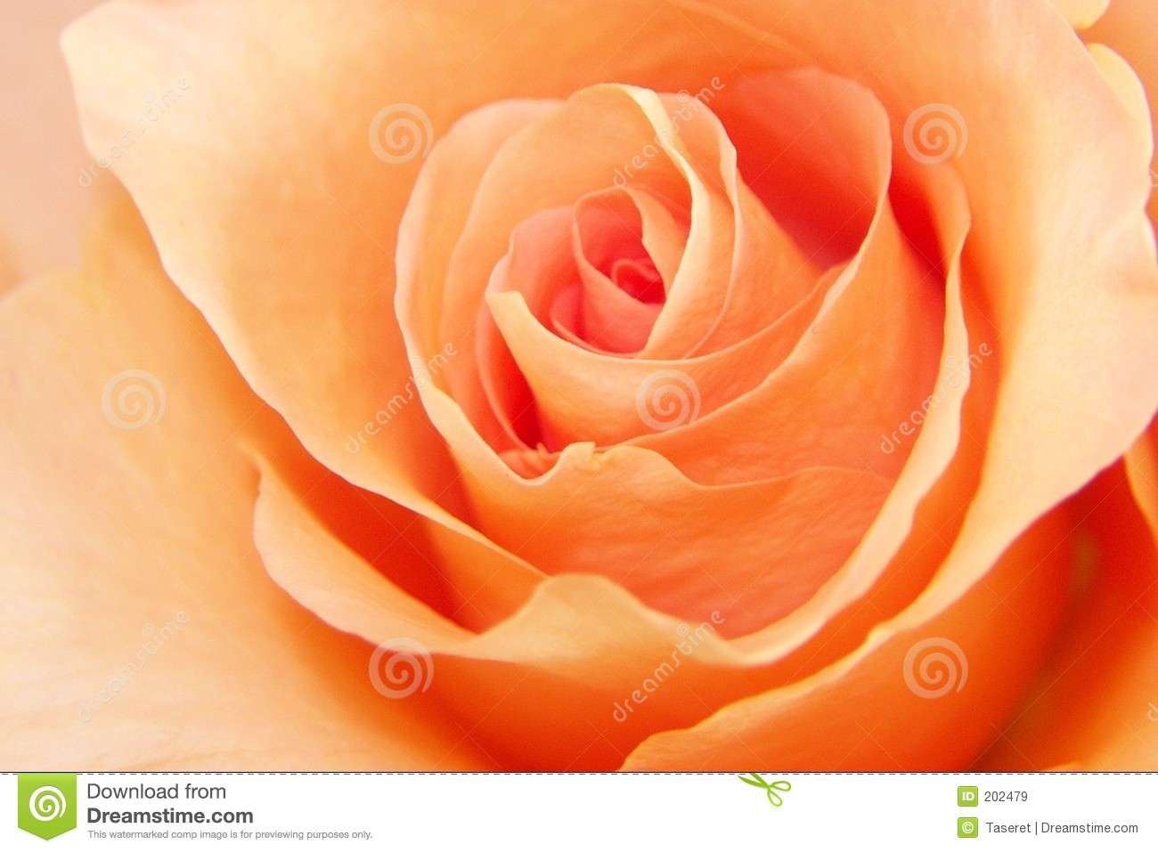Peach Rose Love Royalty Free Stock Images   Image  202479