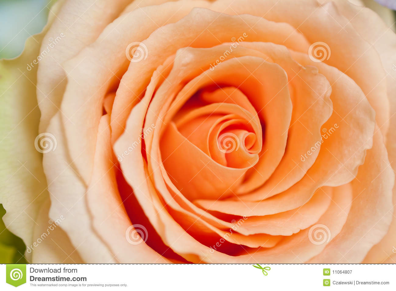 Peach Rose Royalty Free Stock Photography   Image  11064807