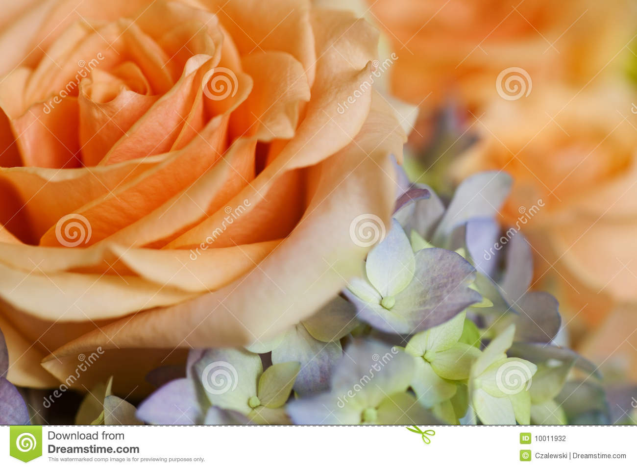 Peach Rose Stock Photography   Image  10011932