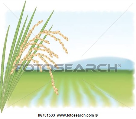 Rice Field And A Branch Of Ripe Rice  Vector Illustration  View Large