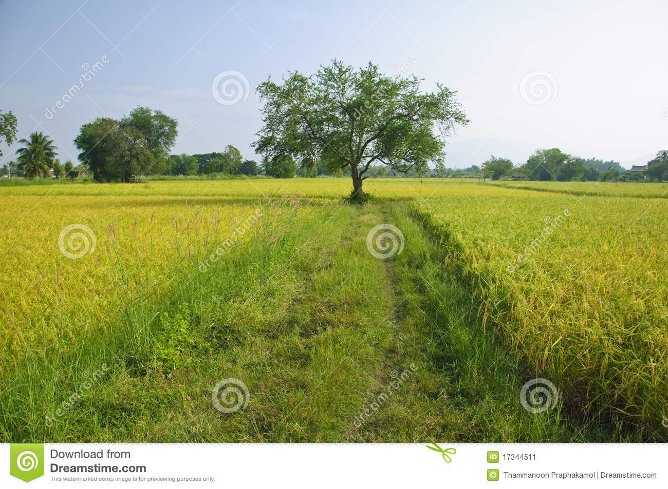 Rice Field And One Tree At Chonburi Thailand