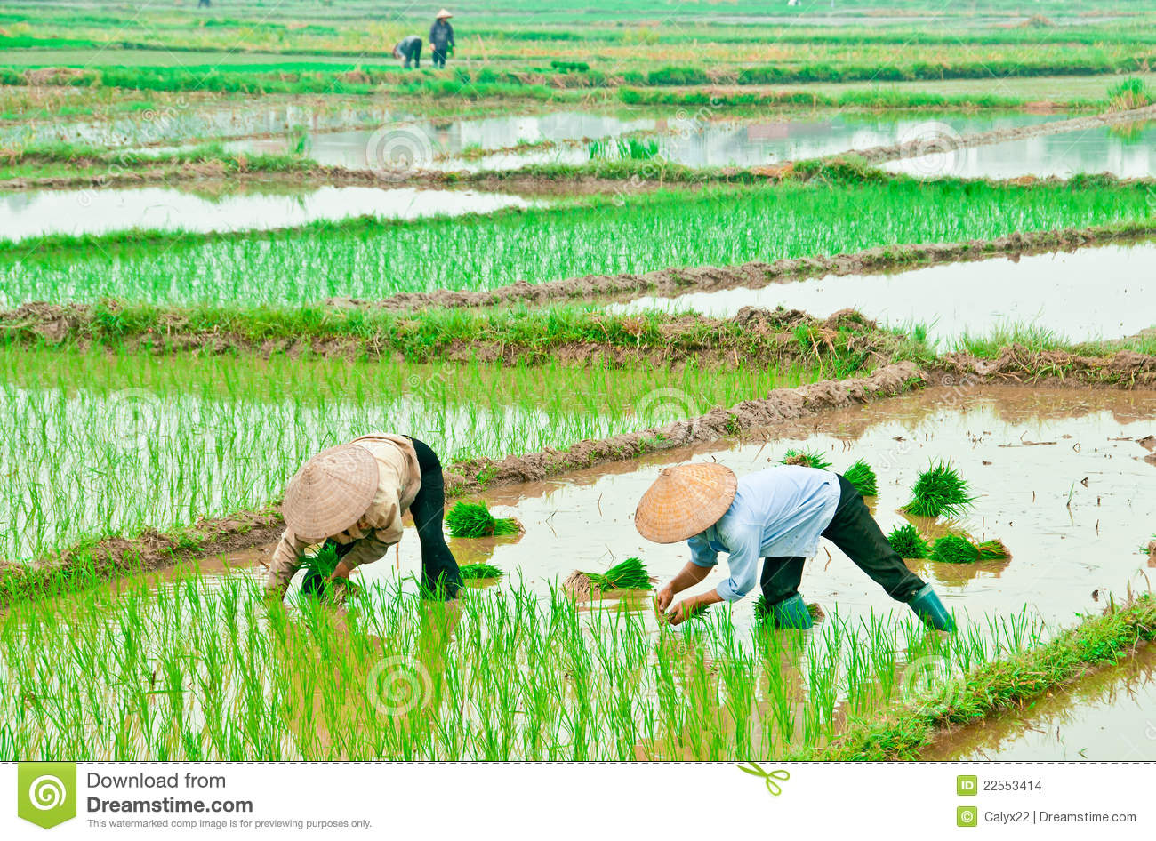 Rice Field Clipart   Vector Design