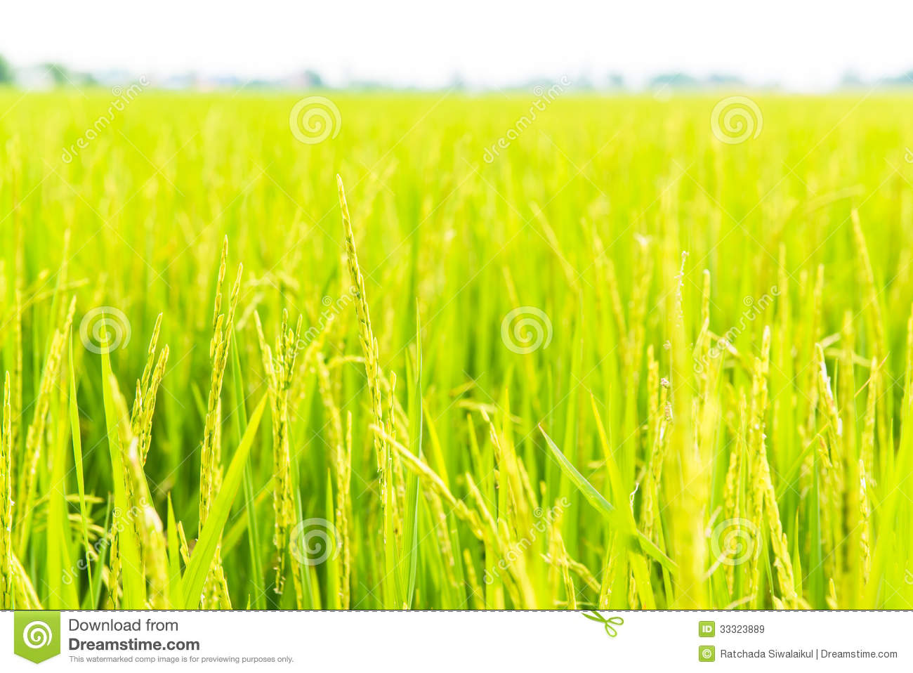 Rice Field Focus On The Rice Straws