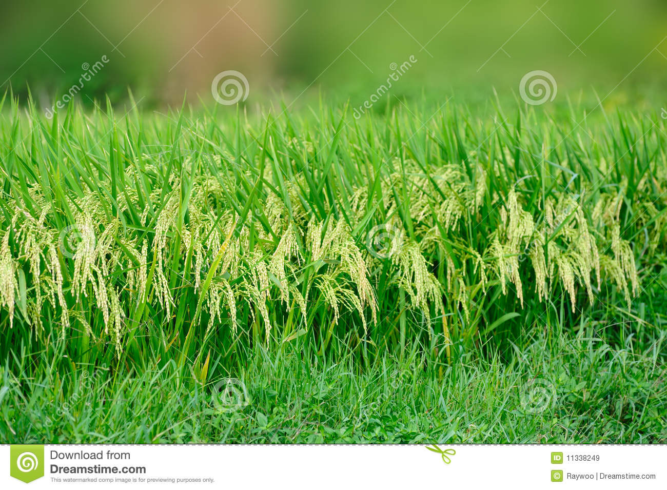 Rice Field Royalty Free Stock Images   Image  11338249