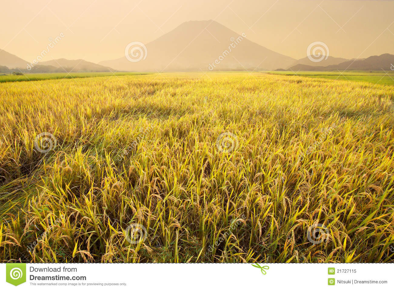 Rice Field Royalty Free Stock Photo   Image  21727115
