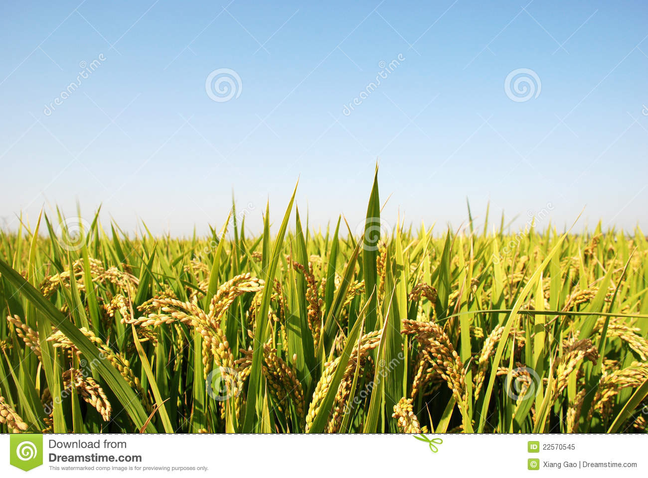 Rice Field Royalty Free Stock Photo   Image  22570545