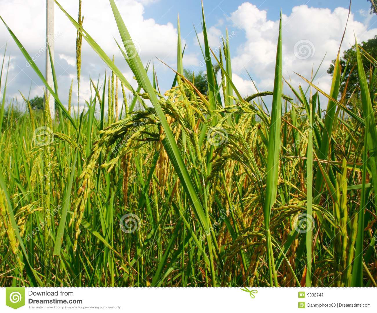 Rice Field Royalty Free Stock Photography   Image  9332747