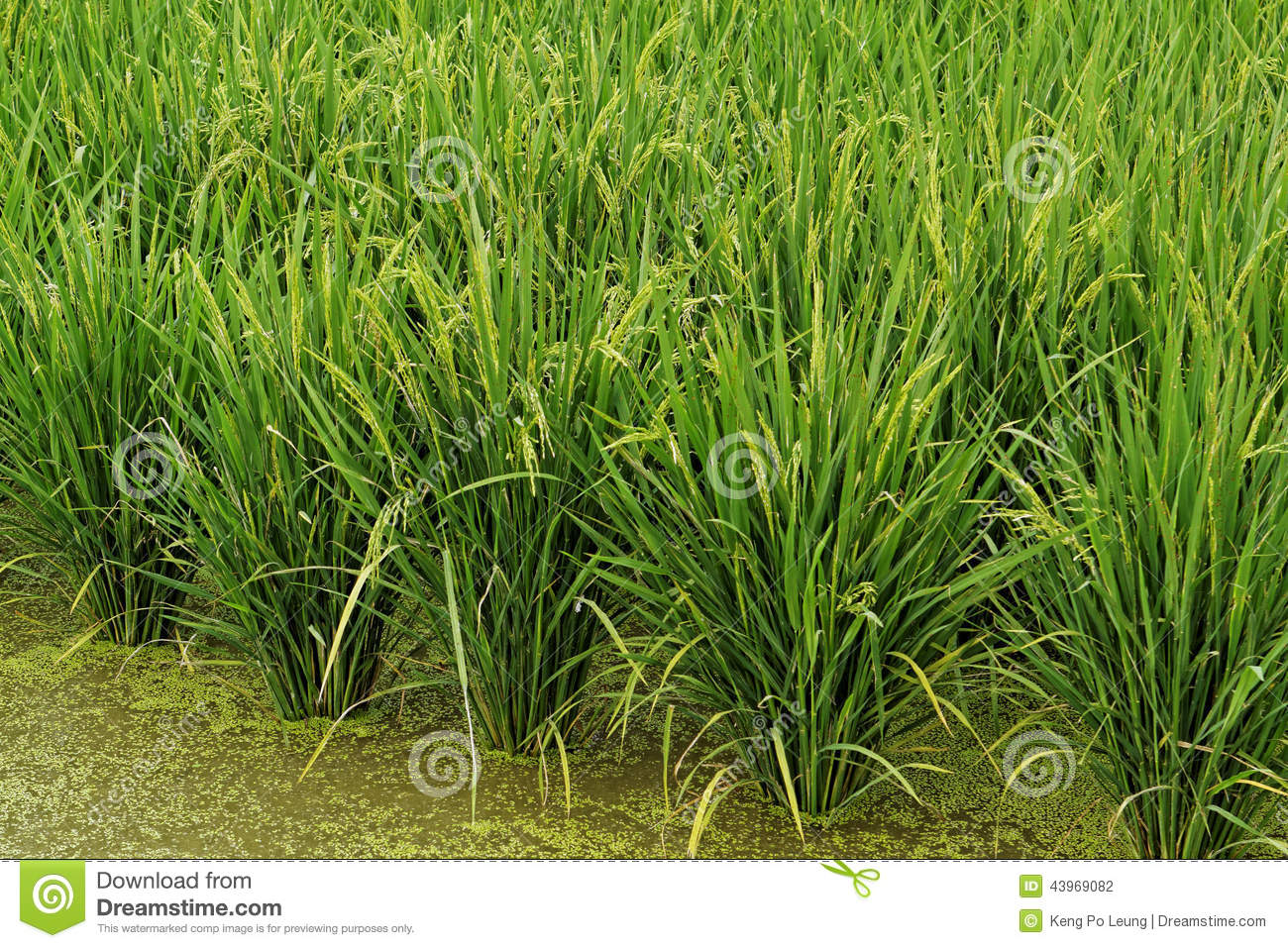 Rice Field Stock Photo   Image  43969082