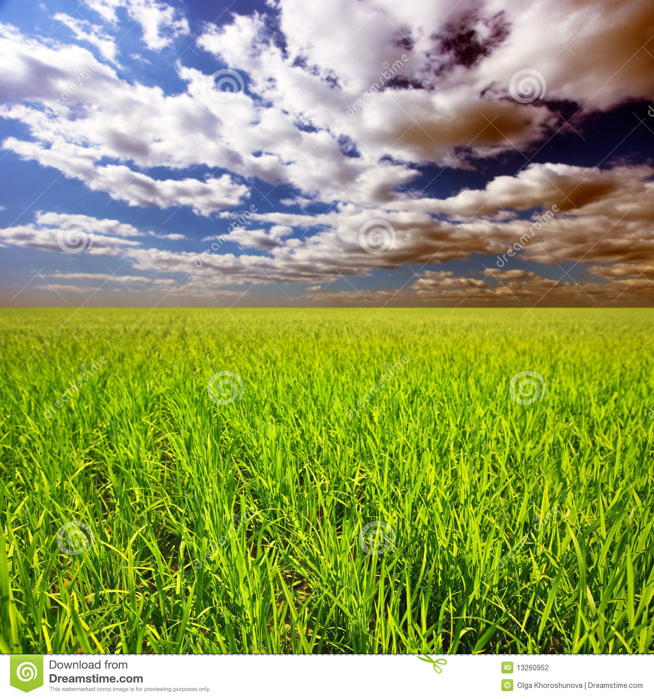 Rice Field Stock Photography   Image  13260952