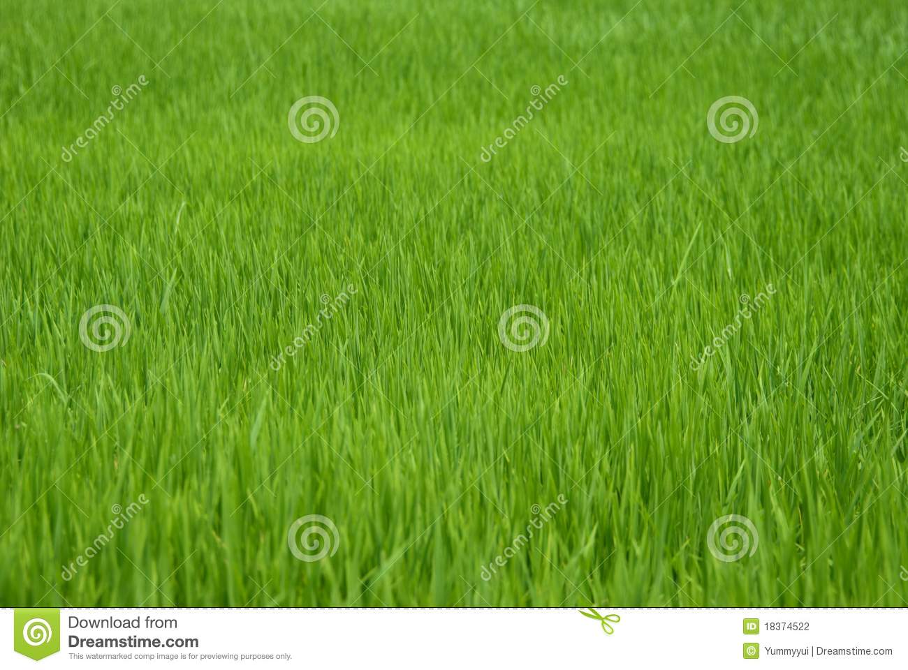 Rice Field Stock Photography   Image  18374522