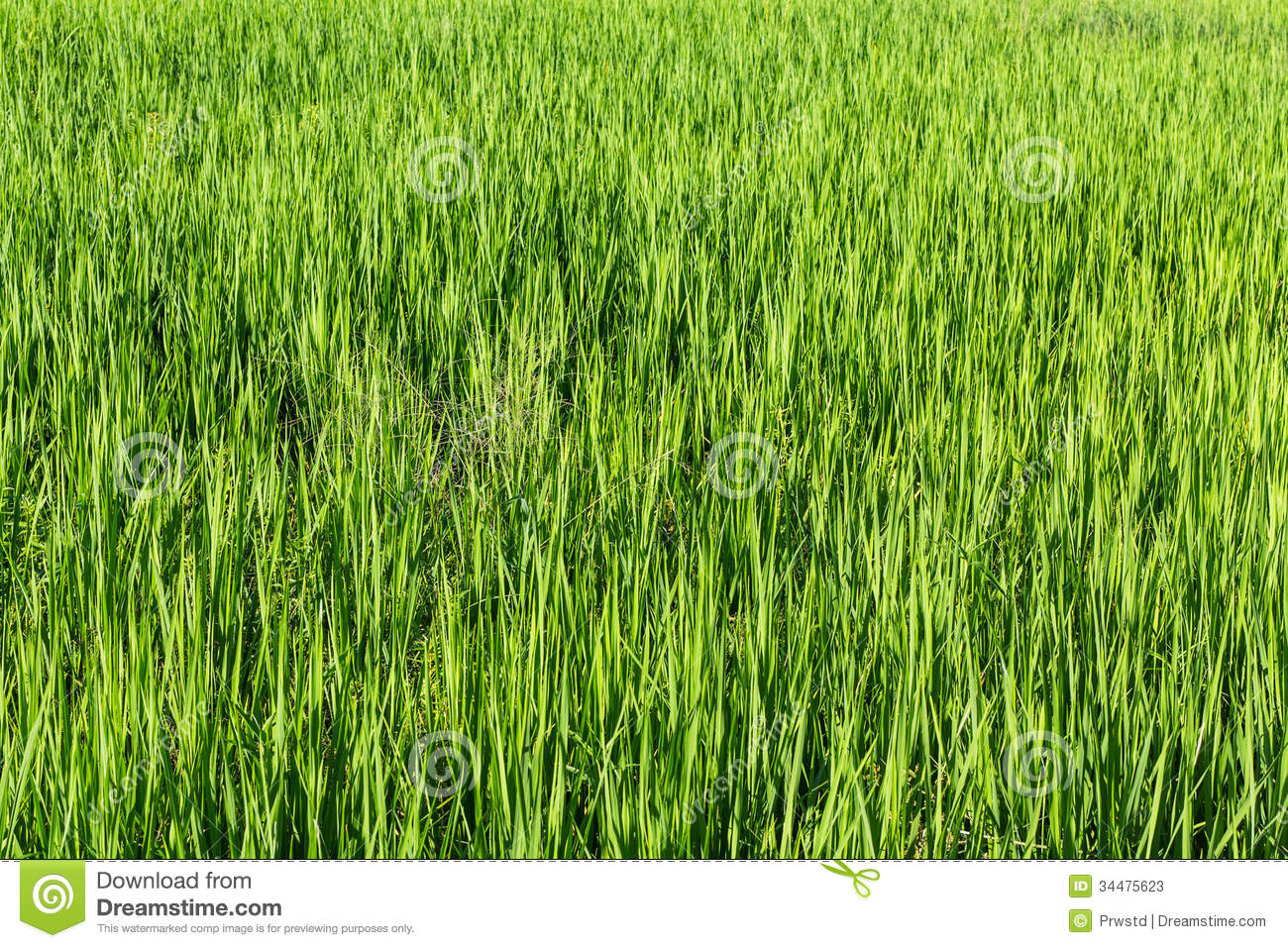 Rice Field Stock Photos   Image  34475623