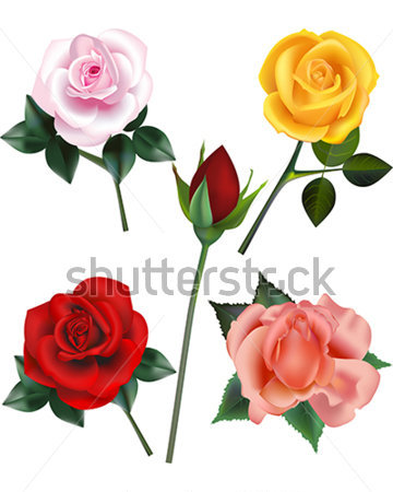     Rose A Yellow Rose A Red Rose Bud A Red Rose And A Peach Rose Bloom