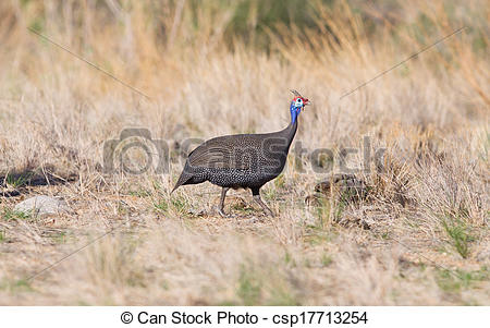 Stock Images Of Guinea Fowl Helmeted   Wild Game Birds From Africa
