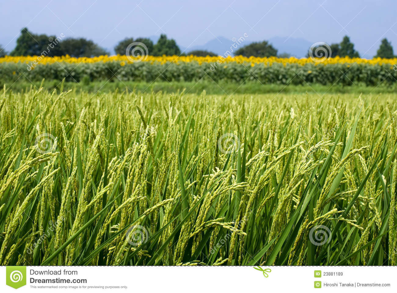 Summer Rice Field In Front Of Sunflower Field