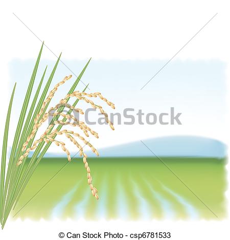 Vectors Of Rice Field And A Branch Of Ripe Rice Vector Illustration