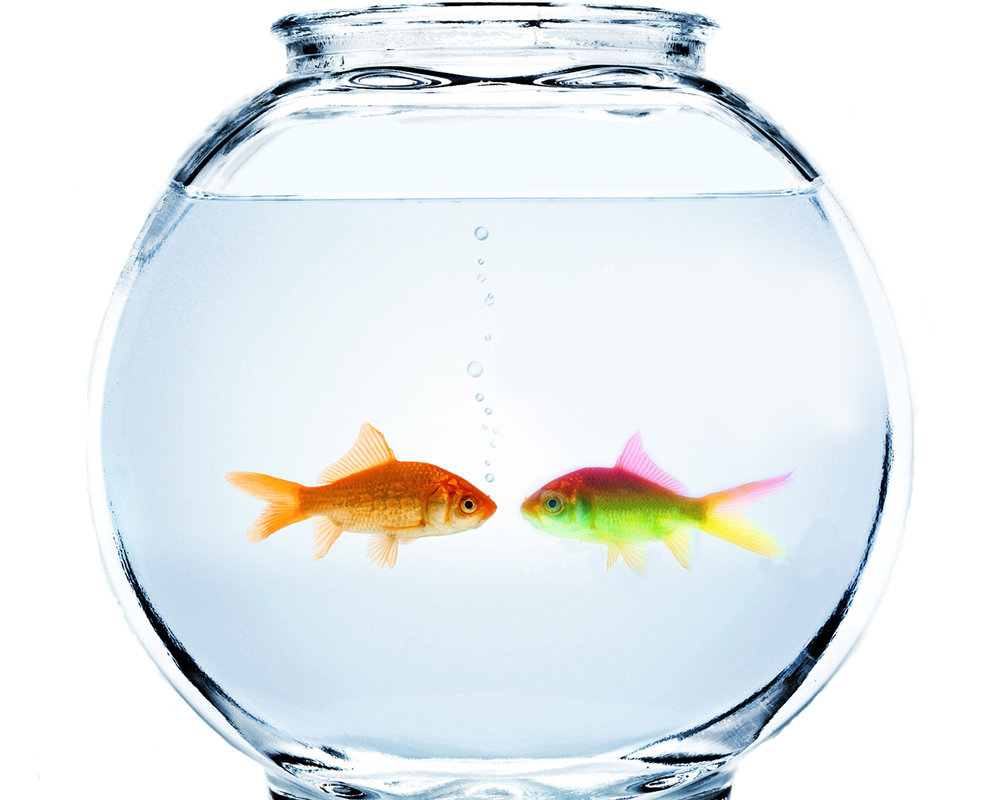 Pet Industry News  Pfma  Pet Fish Now In 16  Of Britain Households