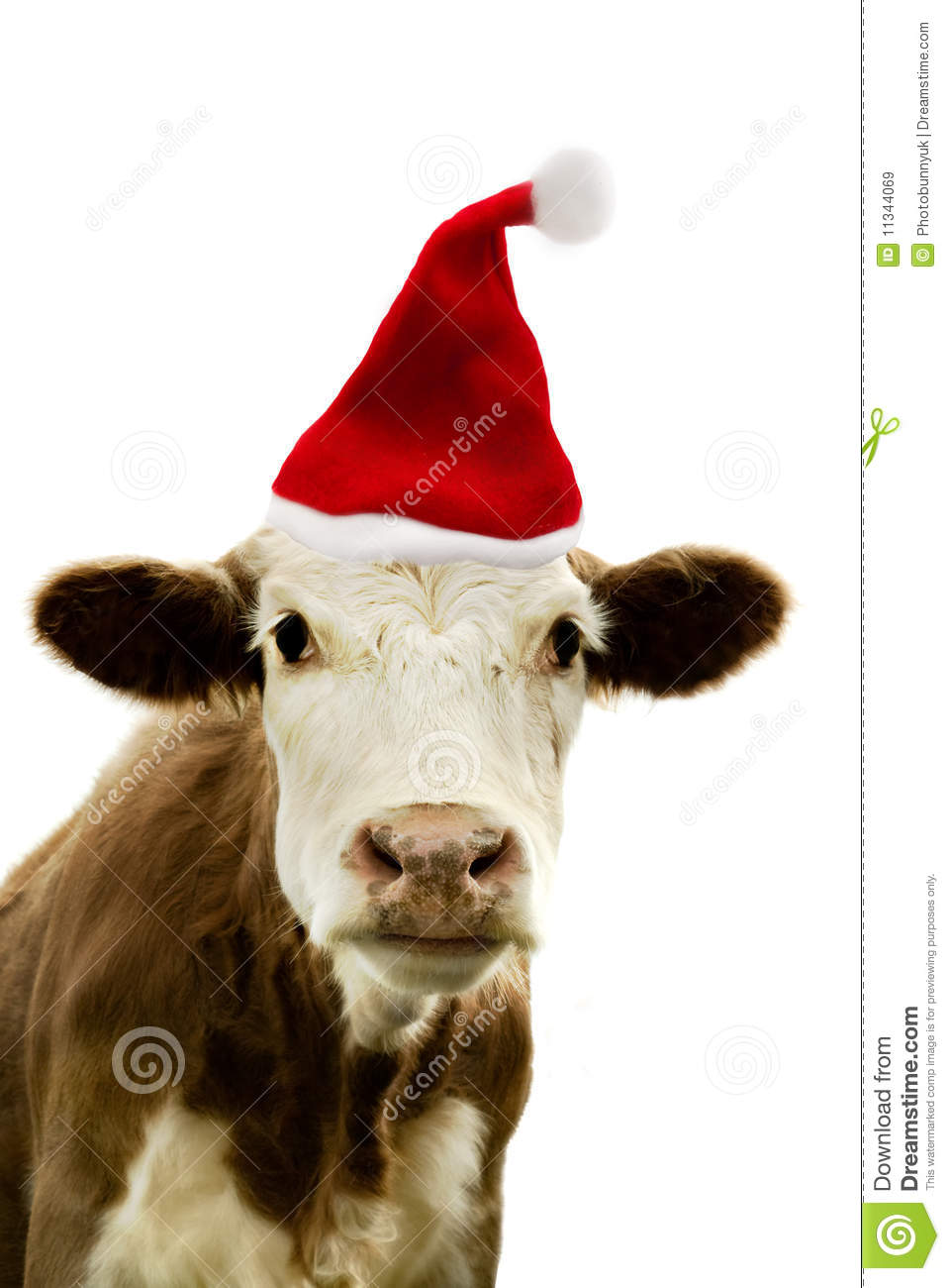 Christmas Cow Royalty Free Stock Images   Image  11344069