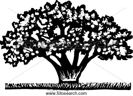 Clipart Of Magnolia Tree Rr So Magnoliatree   Search Clip Art