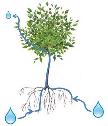 Figure 1  Cartoon Depicting A Column Of Water As It Moves From The    