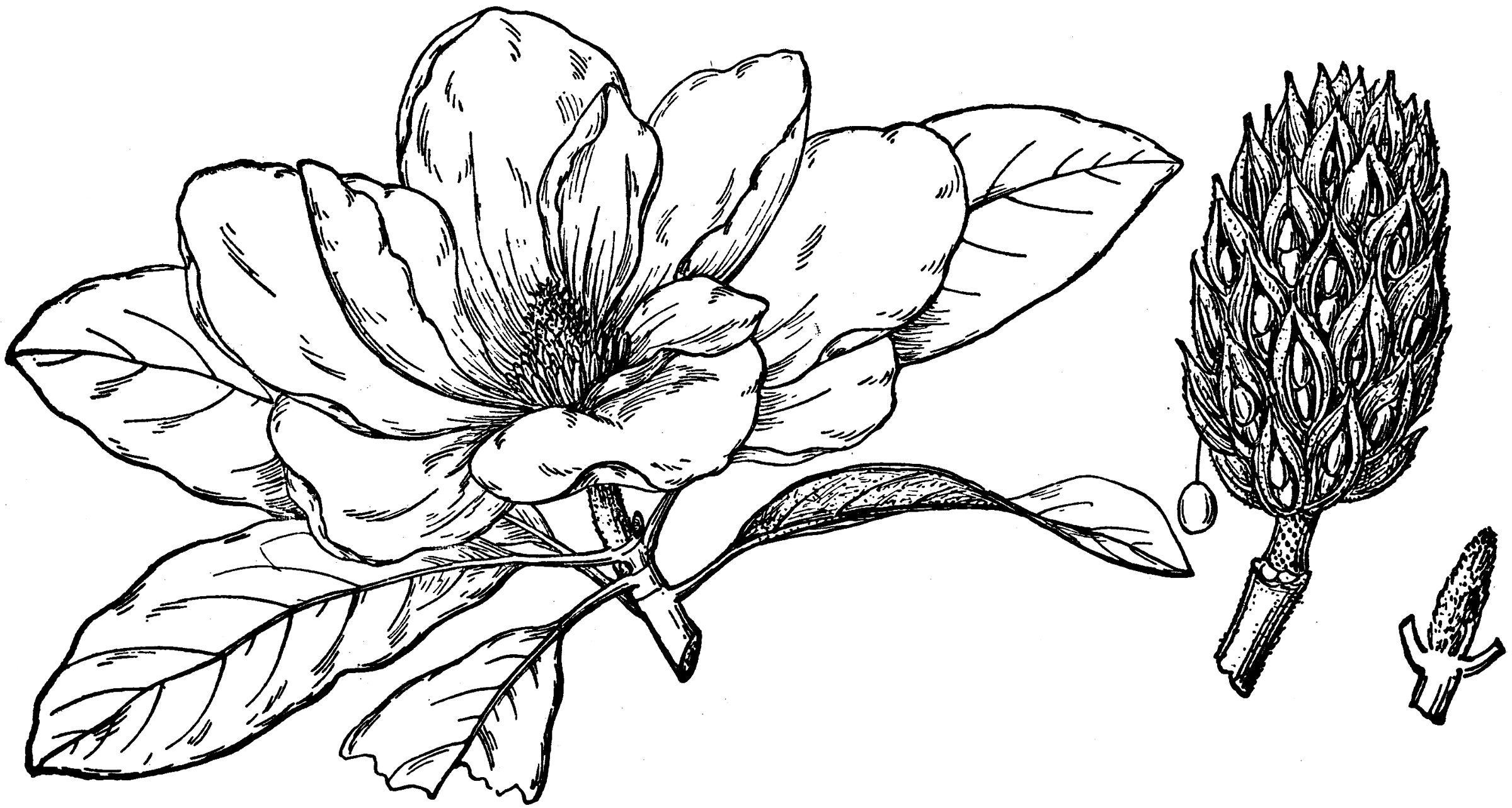 Flower Of Southern Magnolia   Clipart Etc