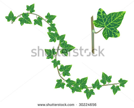 Ivy Design Elements Isolated On White Long Branch With Leaves And