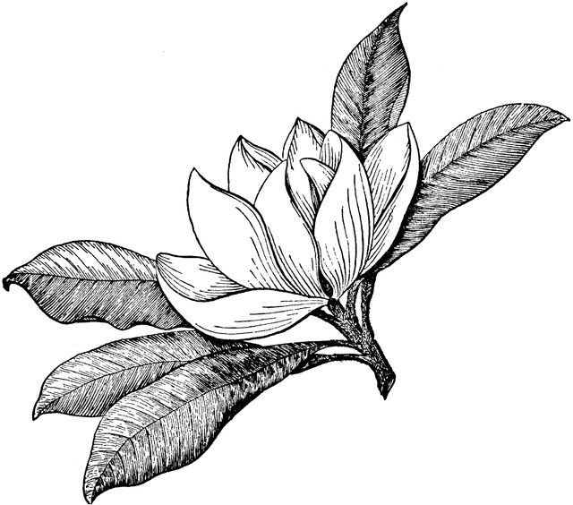 Magnolia Flower   Clipart Etc
