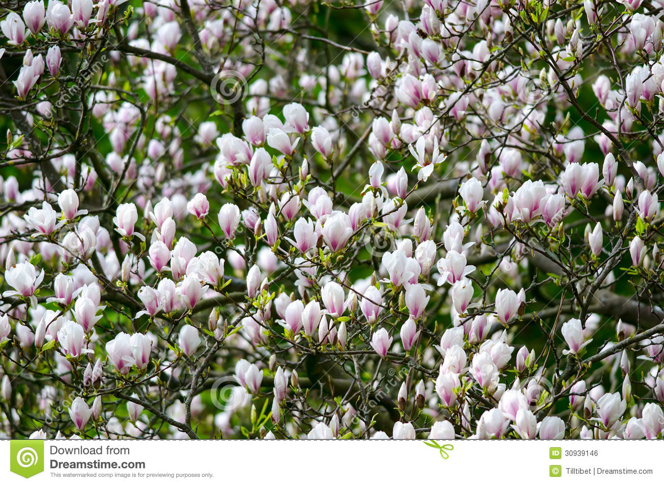 Magnolia Tree Royalty Free Stock Image   Image  30939146
