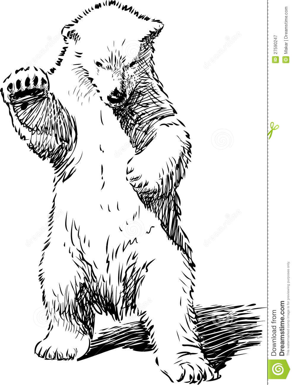 Bear Standing On Hind Legs Royalty Free Stock Photography   Image