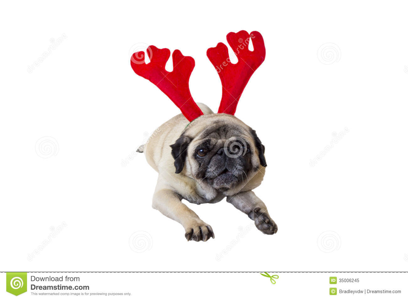 Beige Pug Wearing Christmas Attire 5 Royalty Free Stock Photo   Image