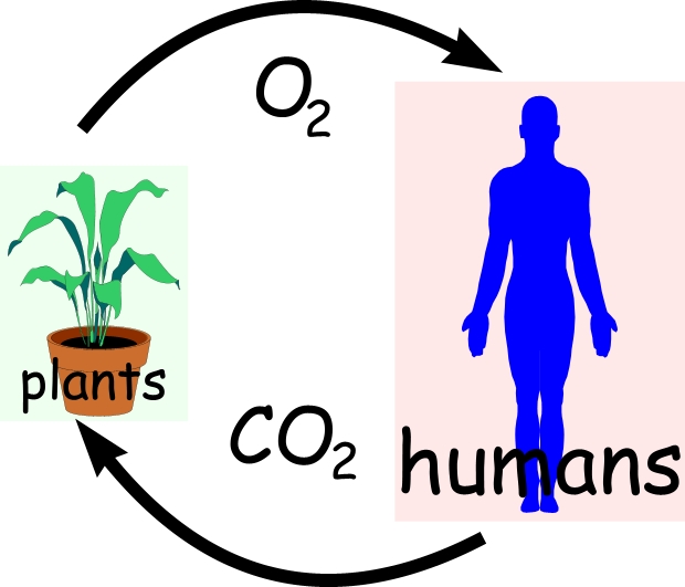 Carbon Dioxide And Oxygen Cycle