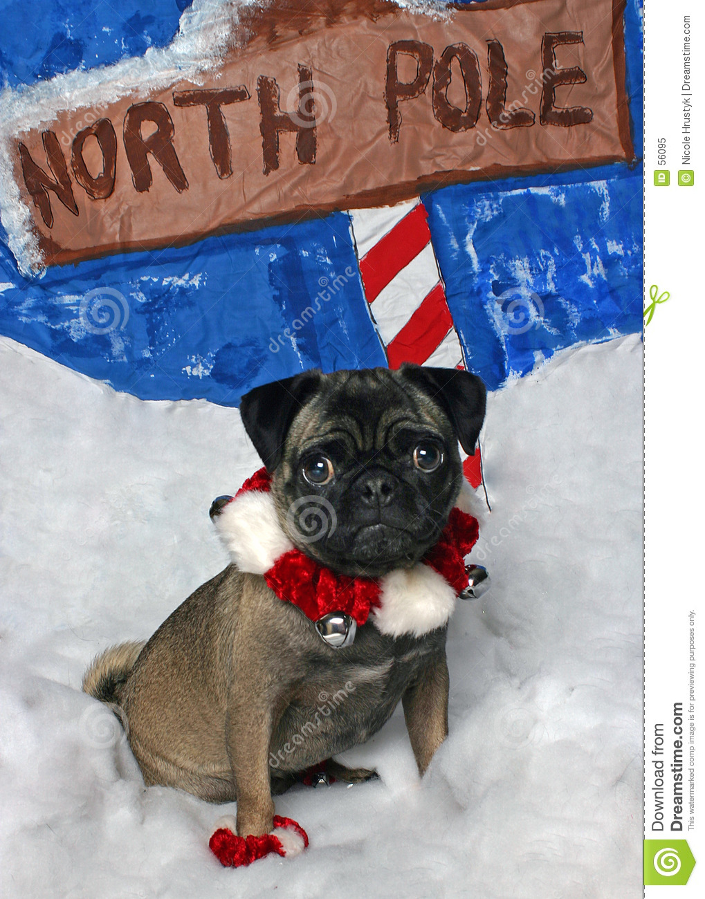 Christmas Pug Royalty Free Stock Photo   Image  56095