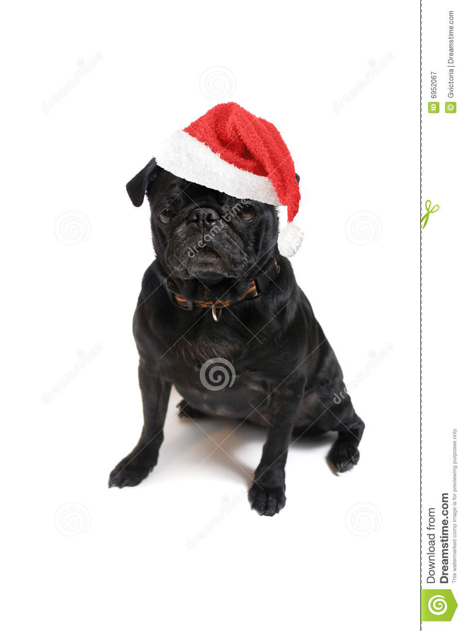 Christmas Pug Royalty Free Stock Photography   Image  6952067