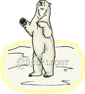 Polar Bear Standing Up   Royalty Free Clipart Picture
