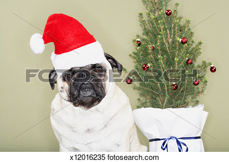 Pug Wearing Santa Hat Christmas Tree In Background View Large Photo